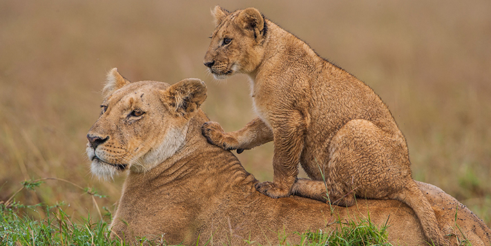 Lion cub lookout in East Africa